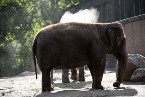 Elefant im Berliner Zoo